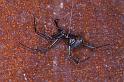 Latrodectus_hasselti_D3452_Z_85_Karinji NP_Australie